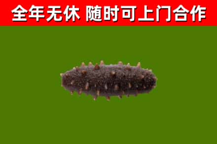 蚌埠回收海参干